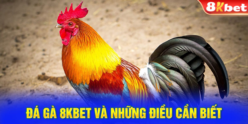 Trải nghiệm đá gà 8kbet nổi bật trên thị trường. 